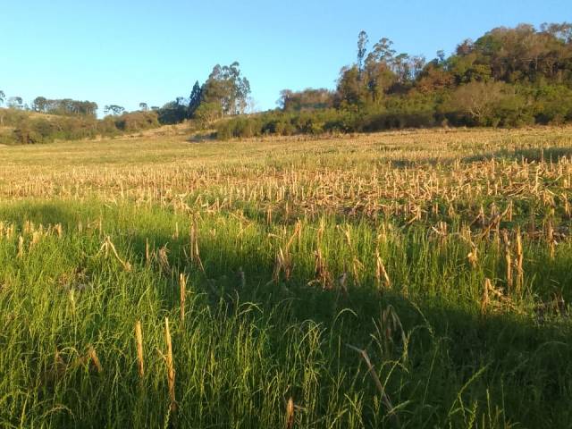 #299 - Chácara para Venda em Cascavel - PR - 2